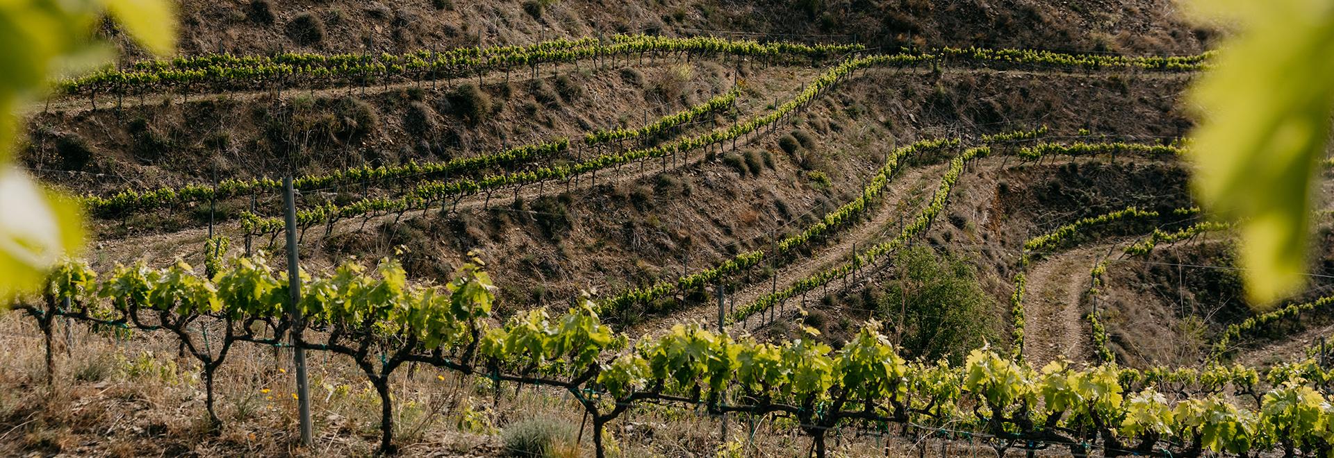 Vineyard online vi es